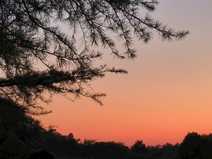 夕阳下的树梢美景