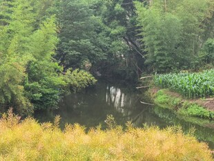 清幽林间小河畔美景