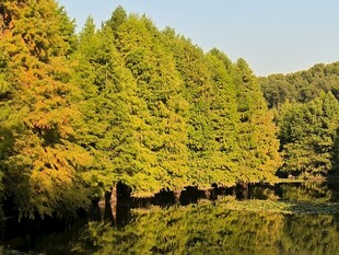 秋日湖畔彩林美景