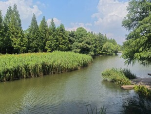 河畔葱郁景致