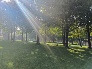 阳光洒落林间的静谧美景