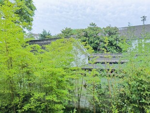 繁茂绿植中的隐秘建筑