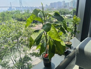 窗边绿植