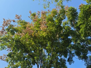 蓝天映衬下的繁茂绿树