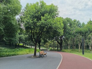 公园林荫小道休闲场景