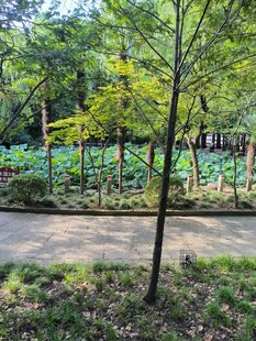林间小道旁的树木与绿植