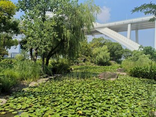湖畔绿植景观
