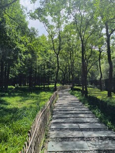 林间木栈道 绿意盎然景