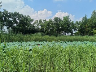 夏日荷塘风光
