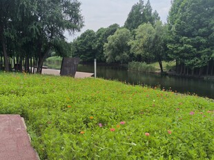 河畔绿意盎然的清新草地