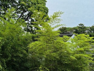 翠绿竹林景致