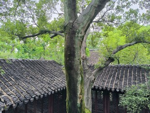 古树下的中式传统屋顶