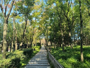 林间幽径 畅享自然之美