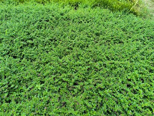 翠绿繁茂的植物景观