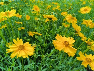 金黄灿烂的美丽雏菊花海