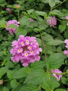 美丽马缨丹绽放绿叶间