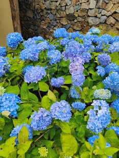 蓝绣球花绽放的美丽景致