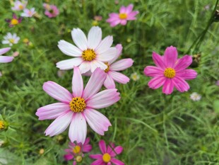 缤纷格桑花绽放于绿野