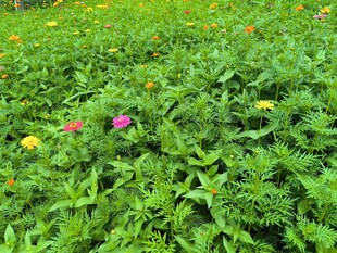 多彩花卉点缀翠绿草地