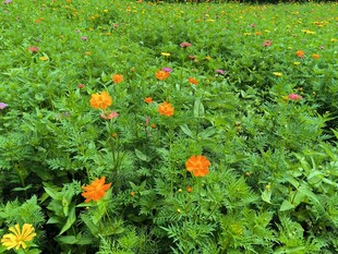 田野中的绚烂橙色花朵