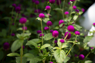 紫色绒球花绽放的美景