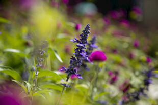 紫色花卉绽放于绿意间