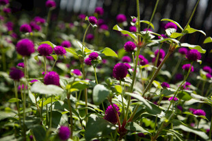 紫色花丛中的美丽景致