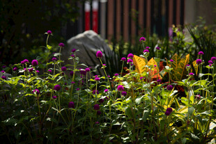 花园中的多彩花卉与石块