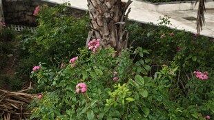 庭院中绽放的粉色花卉