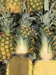 新鲜菠萝堆叠展示