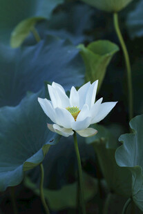 莲花 