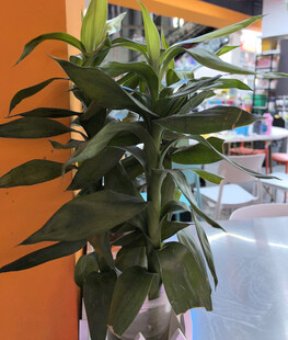 室内盆栽绿植特写