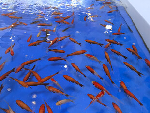 池中群游的艳丽红金鱼