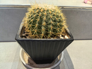 黑色花盆中的球形仙人掌