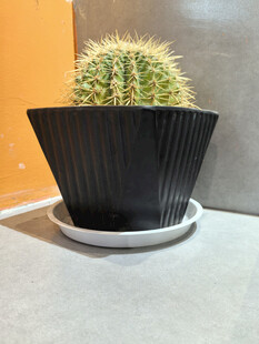 黑色花盆中的绿色仙人掌