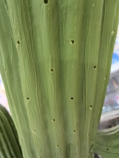 带孔洞的绿色仙人掌茎部