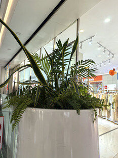 商场内的精致绿植盆栽