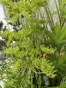 仿真翠绿繁茂的伞形植物