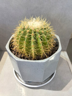 白色花盆中的刺球仙人掌