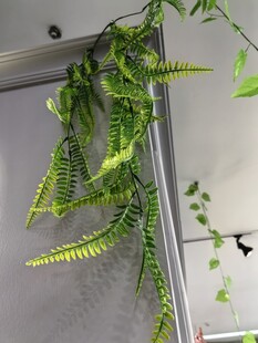 垂挂的仿真蕨类植物装饰