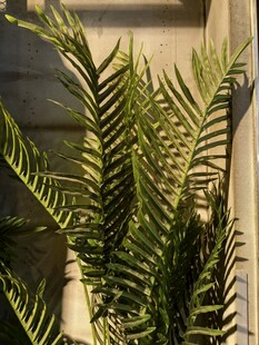 窗边翠绿蕨类植物特写