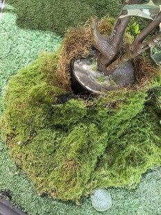 仿真苔藓特写