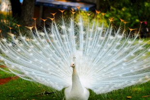 白孔雀开屏瞬间