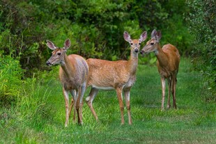 草地上的三只小鹿