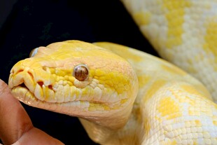 金黄蟒蛇特写