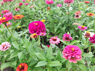 缤纷百日草花海