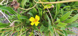 草丛中的黄色小花