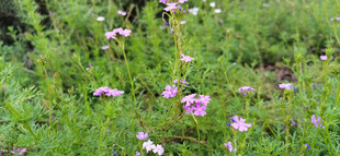 野间绽放的粉色小花