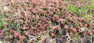 地面上的植物果实与绿草