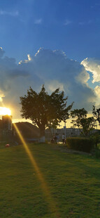 夕阳下的草地与树木美景